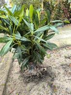 Bosplantsoen | Kale wortel | Scherpe prijzen!, Ophalen, Overige soorten, Haag, 100 tot 250 cm