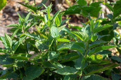 Crosne - Japanse Andoorn (Stachys affinis), Tuin en Terras, Planten | Tuinplanten, Vaste plant, Halfschaduw, Ophalen of Verzenden