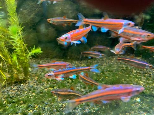 Mooie grote (jonge) regenboog elritsen 2024, Dieren en Toebehoren, Vissen | Vijvervissen, Overige soorten