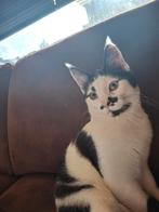 Kitten 7 maand.  Half mainecoon  heel aanhankelijk, Dieren en Toebehoren