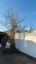 Appelboom, Ophalen, Lente, Volle zon, Overige soorten