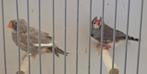 Koppel bonte zebravinken, Dieren en Toebehoren, Vogels | Overige Vogels, Meerdere dieren