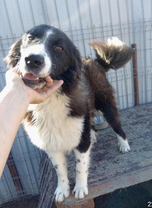 Black zoekt baasje, Dieren en Toebehoren, Honden | Niet-rashonden, Middel, Reu, Particulier, Eén hond, Buitenland, 15 weken tot 1 jaar