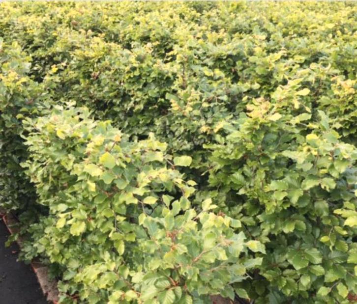 Fagus sylvatica groene beukenhagen, Tuin en Terras, Planten | Bomen, Overige soorten, Halfschaduw, Bloeit niet, Ophalen of Verzenden