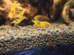 25 jonge Neocaridina yellow neon backline, Kreeft, Krab of Garnaal