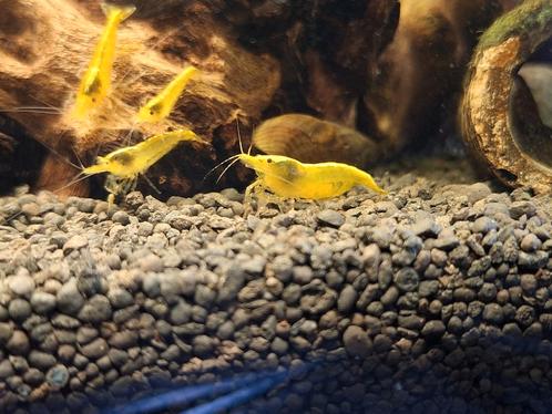 25 jonge Neocaridina yellow neon backline, Dieren en Toebehoren, Vissen | Aquariumvissen, Kreeft, Krab of Garnaal