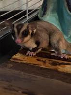 3 sugar gliders sugarglider suikereekhoorn te koop!, Juni, Mannelijk
