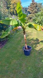 Bananenboom,  Musa  Basjoo, Tuin en Terras, Planten | Bomen, Ophalen, Volle zon, Overige soorten