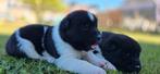 Amerikaanse akita puppy's, België, Particulier, Rabiës (hondsdolheid), Overige rassen