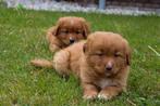 prachtige Nova scotia duck tolling toller pups, Dieren en Toebehoren, Honden | Retrievers, Spaniëls en Waterhonden, Overige rassen