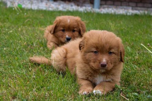 prachtige Nova scotia duck tolling toller pups, Dieren en Toebehoren, Honden | Retrievers, Spaniëls en Waterhonden, Meerdere dieren