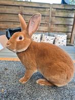 Standaard rex konijn geel Getatoeëerd en gevaccineerd, Dieren en Toebehoren, Konijnen, Mannelijk