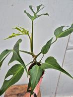 Monstera Burle Marx Flame p15 xxl, Huis en Inrichting, Kamerplanten, Ophalen of Verzenden, Halfschaduw, Minder dan 100 cm