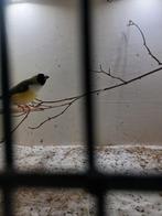 gouldamadine pop, Dieren en Toebehoren, Vogels | Overige Vogels, Vrouwelijk, Tropenvogel