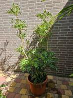 Mahonia  'Sweet Winter' – Zachte Mahoniestruik, Tuin en Terras, Planten | Tuinplanten, Ophalen, Overige soorten, Volle zon