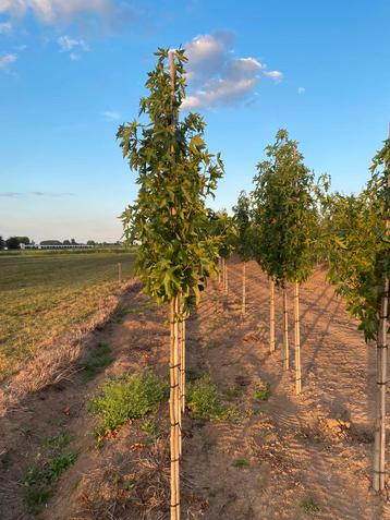 Liquidambar worplesdon amberboom 2m hoog beschikbaar voor biedingen