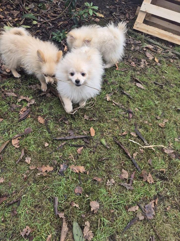 POMERİAAN PUPS, Dieren en Toebehoren, Honden | Chihuahua's en Gezelschapshonden, Reu, Overige rassen, Fokker | Hobbymatig, Meerdere