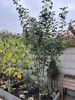 Appelboom, Tuin en Terras, Planten | Bomen, Ophalen, Lente, Volle zon, Overige soorten