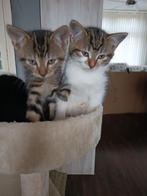 Twee kitten zoeken huisje, Dieren en Toebehoren, Katten en Kittens | Overige Katten, Meerdere dieren, 0 tot 2 jaar