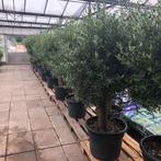 Olijfbomen, olijf, Olea europaea, uit voorraad geleverd, Tuin en Terras, Ophalen of Verzenden, Olijfboom