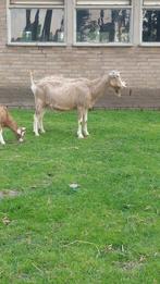 Te koop stamboek toggenburger geit met eventueel ooi lam., Vrouwelijk, Geit