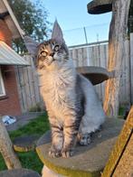 Prachtige maine coon kittens te koop met stamboom, Dieren en Toebehoren, Meerdere dieren, Met stamboom