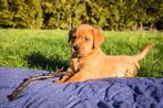 Redfox labrador pup, Parvo, Reu, 8 tot 15 weken, Labrador retriever