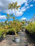 Rhus thyphina, fluweelboom fluweelstruik meerstammige, In pot, Halfschaduw, 100 tot 250 cm, Zomer