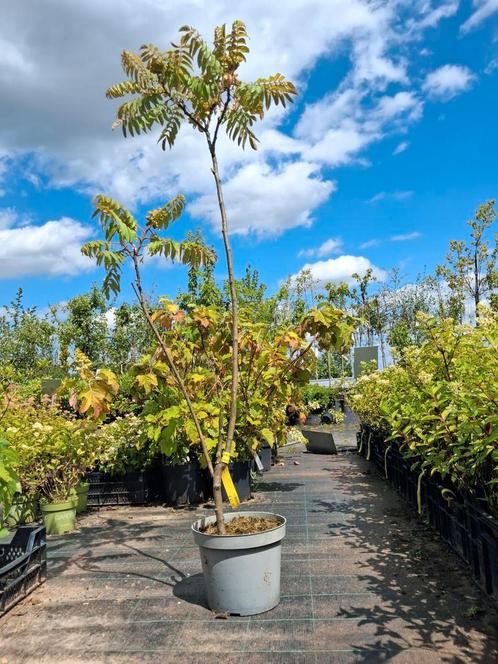 Rhus thyphina, fluweelboom fluweelstruik meerstammige, Tuin en Terras, Planten | Bomen, Overige soorten, 100 tot 250 cm, Halfschaduw