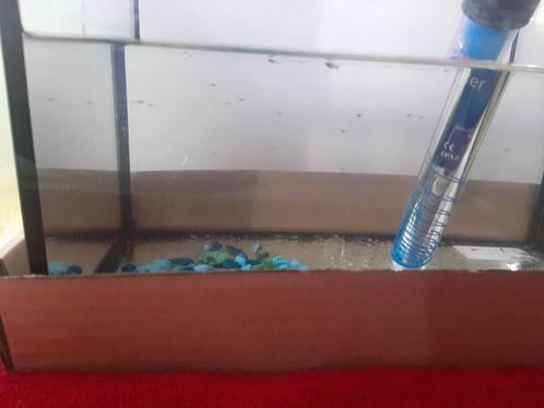 Guppies tekoop Zijn nog baby, Dieren en Toebehoren, Overige Dieren-accessoires, Zo goed als nieuw, Ophalen