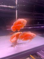 Pauwoog red chilli, Vis, Zoetwatervis