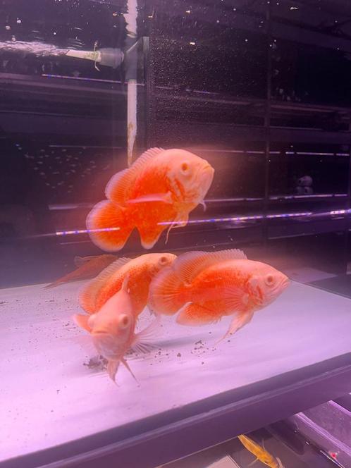 Pauwoog red chilli, Dieren en Toebehoren, Vissen | Aquariumvissen, Zoetwatervis, Vis
