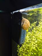 Appelslakken te koop, Slak of Weekdier