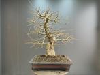 Acer Buergerianum bonsai, In pot, Bloeit niet, Halfschaduw, Minder dan 100 cm