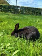 Mooi lief konijn. 26weken oud. Het is een vrouwtje, Dieren en Toebehoren, Vrouwelijk