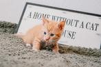 Super leuke kittens (oranje/lapjes/beige), Dieren en Toebehoren, Katten en Kittens | Overige Katten, Kortharig, Meerdere dieren