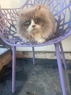 Siberische kater, gecastreerd, 3 jaar oud, Dieren en Toebehoren, Katten en Kittens | Raskatten | Langhaar, Kater, Met stamboom