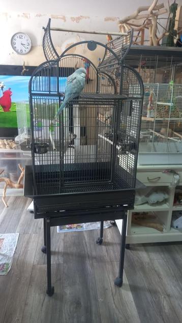 Muisparkieten vogel kooi beschikbaar voor biedingen