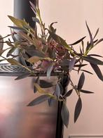 Tradescantia palida, Ophalen, Overige soorten, Minder dan 100 cm