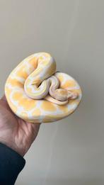 Albino het pied man 2024 ball python, Slang, 0 tot 2 jaar
