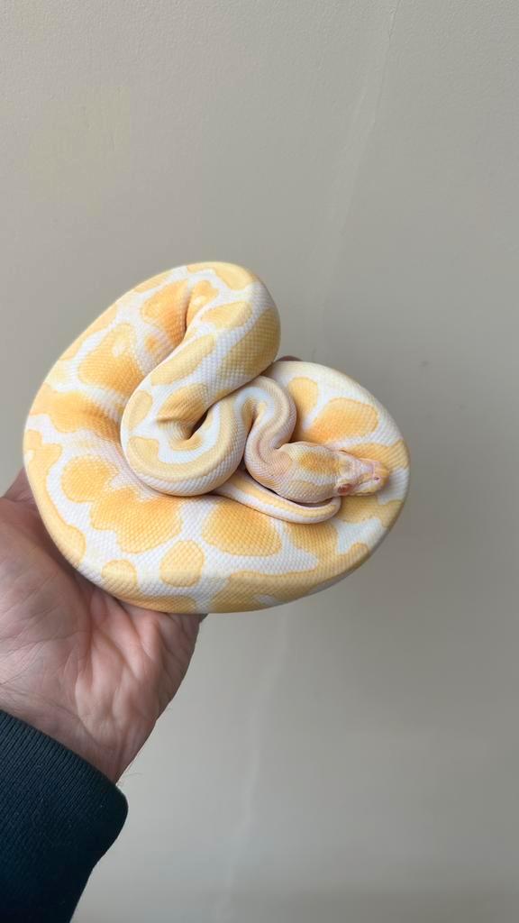 Albino het pied man 2024 ball python, Dieren en Toebehoren, Reptielen en Amfibieën, Slang, 0 tot 2 jaar