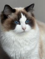Ragdoll kittens uit geteste ouders en stamboom, Meerdere dieren, Met stamboom, 0 tot 2 jaar