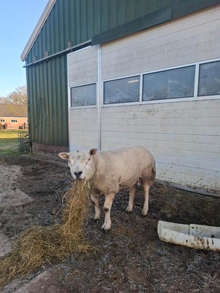 Engelse texelaar ram, Dieren en Toebehoren, Schapen, Geiten en Varkens, Schaap, Mannelijk