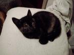 Twee rode en bonte kitten.s zoeken naar een gouden mandje, Dieren en Toebehoren, Katten en Kittens | Overige Katten, Meerdere dieren