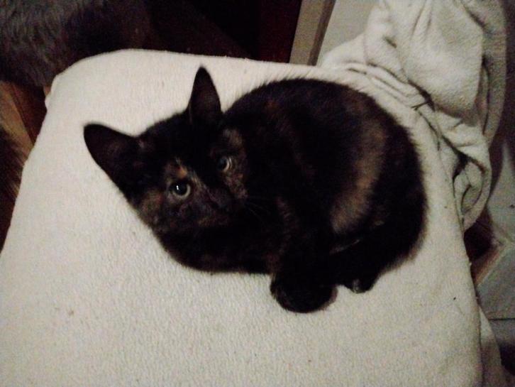 Twee rode en bonte kitten.s zoeken naar een gouden mandje, Dieren en Toebehoren, Katten en Kittens | Overige Katten, Kortharig