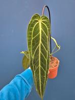 Anthurium Warocqueanum p12