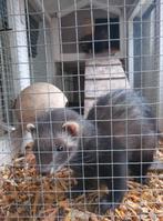 2 vrouwelijke fretten pups van mei 2025, Dieren en Toebehoren, Fret, Vrouwelijk, Mei, Tam