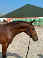 Hengstveulen van O’toto vd Wimphof, Minder dan 160 cm, Niet van toepassing, Dressuurpaard, 0 tot 2 jaar