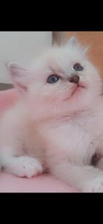 Ragdoll kittens met stamboom, Poes, Met stamboom