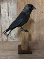Opgezette kauw (nieuw preparaat), Ophalen of Verzenden, Nieuw, Vogel, Opgezet dier